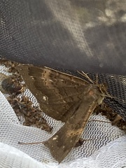 Hemeroblemma malitiosa