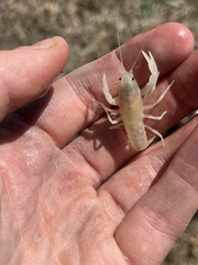 Distocambarus crockeri