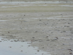 Calidris minuta