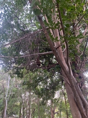 Apis mellifera