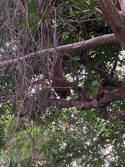 Apis mellifera