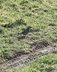 Callipepla californica
