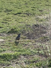Callipepla californica