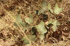 Brachychiton populneus populneus