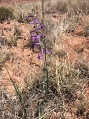 Penstemon fendleri