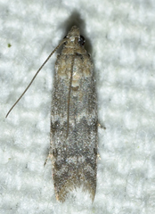 Eurythmia angulella