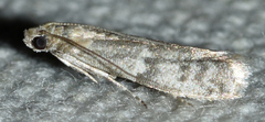 Eurythmia angulella