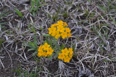 Lithospermum caroliniense