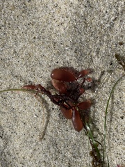 Botryocladia pseudodichotoma