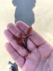 Botryocladia pseudodichotoma