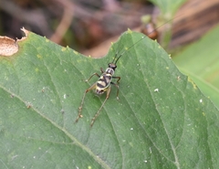 Phylloscyrtus amoenus