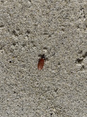 Botryocladia pseudodichotoma