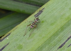 Phylloscyrtus amoenus
