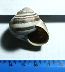 Helix ligata