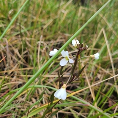Cardamine penduliflora