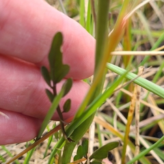 Cardamine penduliflora