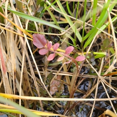 Cardamine penduliflora