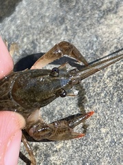 Cambarus latimanus