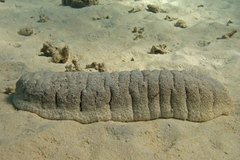 Holothuria fuscopunctata