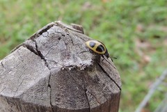 Aegithus quadrinotatus