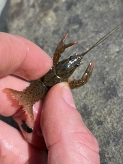 Cambarus latimanus