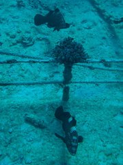 Epinephelus maculatus