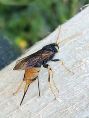 Urocerus gigas