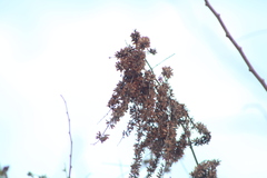 Apoplanesia paniculata