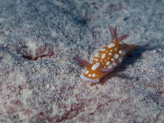 Hypselodoris babai