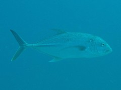 Caranx papuensis