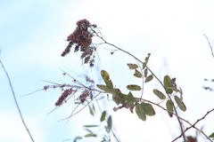 Apoplanesia paniculata