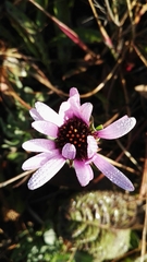 Dimorphotheca spectabilis