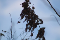 Apoplanesia paniculata