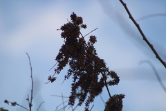 Apoplanesia paniculata