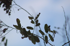Apoplanesia paniculata