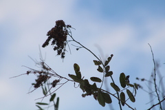 Apoplanesia paniculata