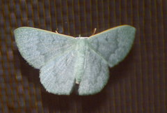 Orothalassodes curiosa