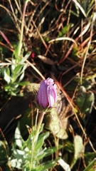 Dimorphotheca spectabilis