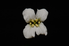 Arabis patens