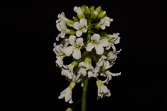 Arabis patens