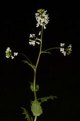 Arabis patens