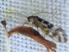 Graphopsocus