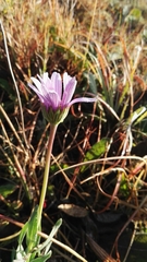 Dimorphotheca spectabilis