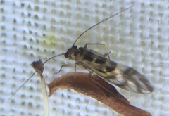 Graphopsocus