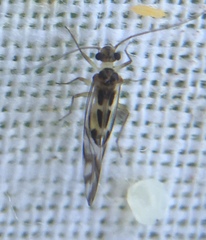 Graphopsocus