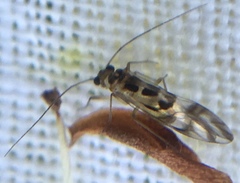 Graphopsocus