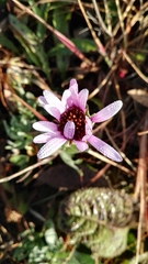 Dimorphotheca spectabilis