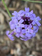 Glandularia lilacina