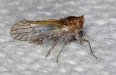 Pareuidella