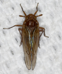 Pareuidella